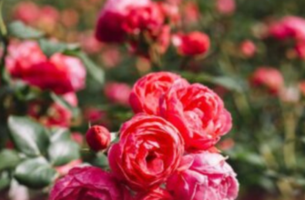 Розведіть це водою і полийте троянди: стільки бутонів ви ще не бачили — кущі цвістимуть увесь сезон