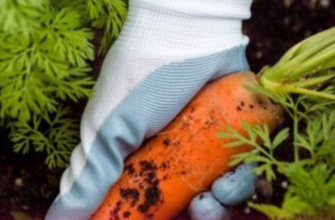 Ложка на відро води — і морква виросте великою, рівною, солодкою і соковитою: секрети підживлення