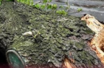 Негода у Києві ламає дерева: впав легендарний 150-річний каштан Іващенка