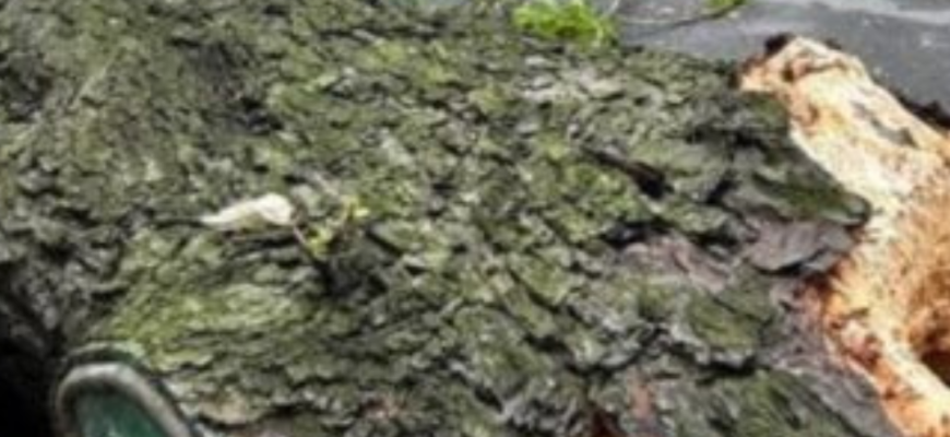 Негода у Києві ламає дерева: впав легендарний 150-річний каштан Іващенка