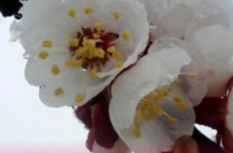 Україну засипле мокрим снігом з градом: коли чекати на пік похолодання