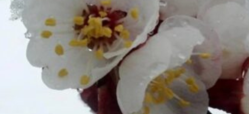 Україну засипле мокрим снігом з градом: коли чекати на пік похолодання