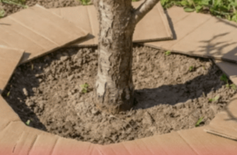 Сусіди досі гнуть спини на городі, а я взяла картон: 1 хитрий метод, що робить ґрунт родючим і тримає вологу