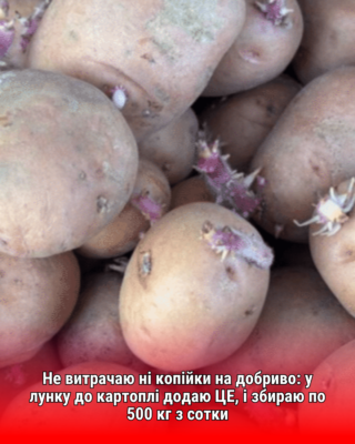 Не витрачаю ні копійки на добриво: у лунку до картоплі додаю тільки ЦЕ, і збираю по 500 кг з сотки
