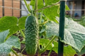 Якщо посадите огірки у квітні-травні цим способом на вікні, то ранній урожай вам забезпечений