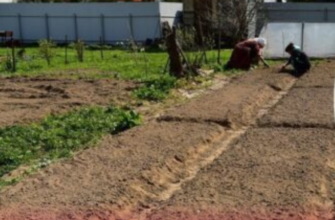 Коти більше не влаштовують “туалет” з моїх грядок: допомогла 1 копійчана спеція з кухні