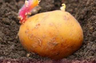 Буде вже пізно Коли садити картоплю у 2026-му: поради селекціонера