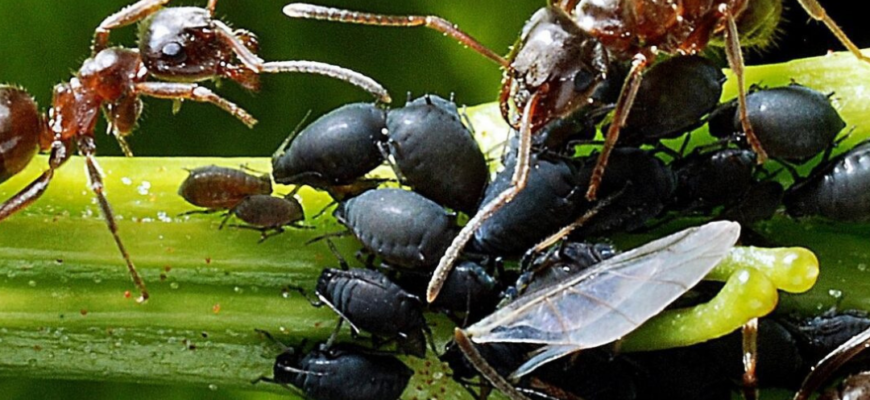 Змішала цей 1 розчин-невидимку – і мурахи віднесли попелицю до сусідів: надійнuй захист саду на сезон-2026