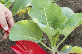 Вікторії лише 29… Її раптовий відхід сколихнув Чортків 💔 Троє дітей залишилися без мами, а причина досі тривожить усіх…