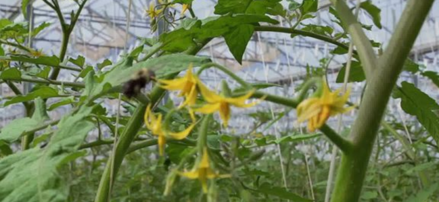 4 речі, які треба зробити з томатами зараз, щоб вони вижили в липні