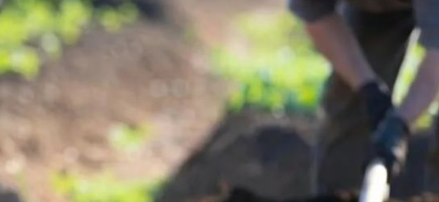 Календар городника: що робити на ділянці з 28 квітня по 3 травня