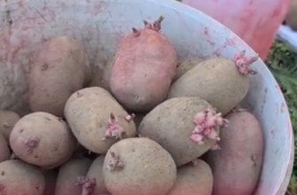 Чим обробити картоплю перед висаджуванням