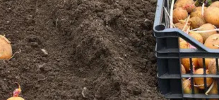 Коли садити картоплю в травні: точні терміни, поради за погодою, Місяцем і підготовкою ґрунту