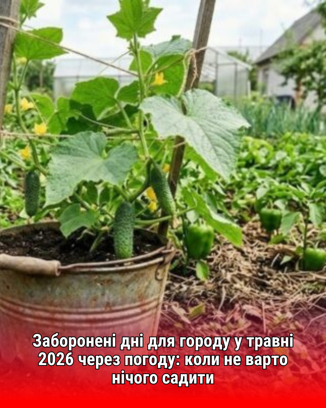 Заборонені дні для городу у травні 2026 через погоду: коли не варто нічого садити