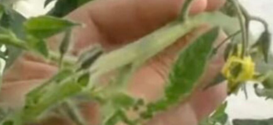 Чому жовтіє листя у томатів: головна причина, про яку забувають городники