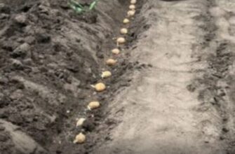 Картопляний секрет сусідки: я нарешті дізналася, що додати в лунку, аби врожай був величезним (подробиці)