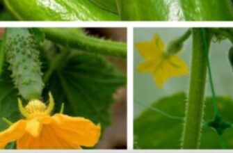 Огірки пожовтіли за 1 тиждень: ось яка помилка може залишити вас без урожаю взагалі