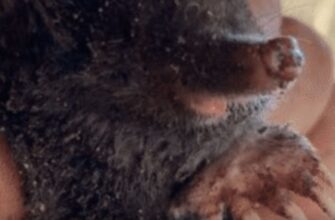За 1 ніч на грядці з’явилося 5 “териконів”: ось як я гуманно, без хімії, спровадила цих маленьких “шахтарів”
