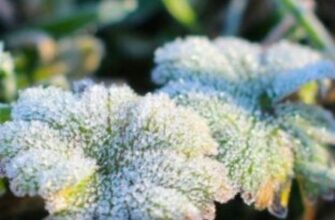 Україну накриють сильні заморозки та снігопади: синоптики розповіли, у яких регіонах буде найхолодніше