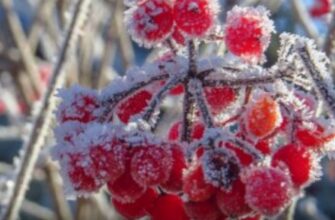 Заморозки накриють майже всю країну: ніч стане критичною, але вдень різко потепліє — прогноз на 22 квітня