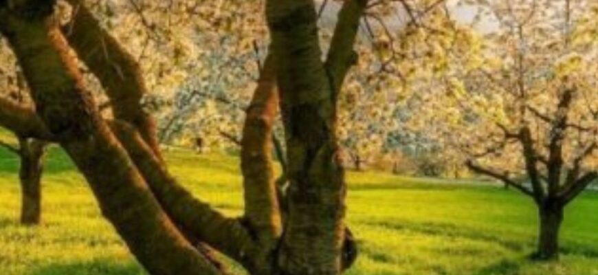 8 фруктових дерев, які природно відлякують шкідників і дають щедрий урожай