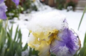 Україну накриває “зимовий” удар стихії: синоптики попередили, де очікувати снігу та “мінусів” (мапа)