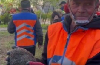 В Дніпрі комунальники врятували їжака, який опинився не в той час не в тому місці