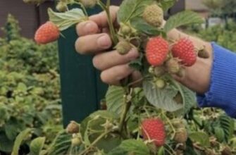 Що потрібно малині у квітні: повірте дачниці, якщо так зробити — щотижня будете збирати 3-літрову банку ягід