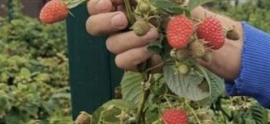 Що потрібно малині у квітні: повірте дачниці, якщо так зробити — щотижня будете збирати 3-літрову банку ягід