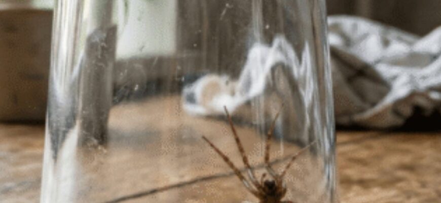 Поїздка до Італії обернулася жахом: укус павука ледь не вбив жінку