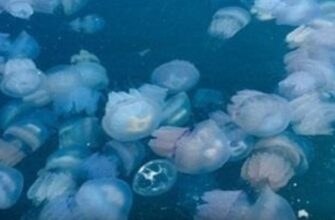 Можна вважати здоровим харчуванням”: Росіяни виловлюватимуть медуз у Азовському морі для “харчових цілей