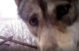 40 років потому: Як зона відчуження навколо Чорнобильської АЕС перетворилася на “рай” для тварин