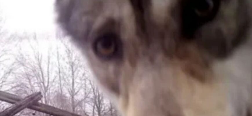 40 років потому: Як зона відчуження навколо Чорнобильської АЕС перетворилася на “рай” для тварин