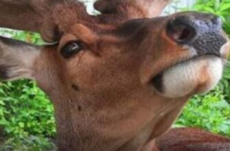 Його чекала вся країна: зіркового оленя Бориса з Рівненщини знайшли живим