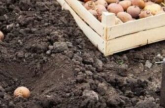 Що покласти в лунку під час садіння картоплі