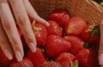 Іноді дрібничка у підживленні полуниці зіграє з вами злий жарт: а от 1 кухоль цієї підгодівлі приємно здивує