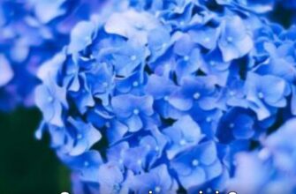 Народний метод з цвяхами шкодить гортензіям: що насправді їм допомагає