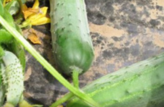 Та хоч 100 сортів огірків переберіть – я саджу цей: плоди як на підбір, а хрускіт чути на сусідній город