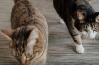 Як коти попереджають людину, що у домі оселилась потойбічна сила: прикмети наших пращурів