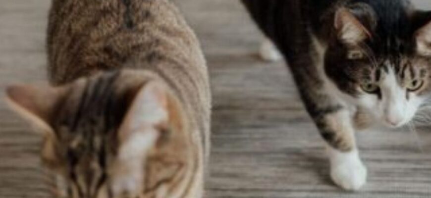 Як коти попереджають людину, що у домі оселилась потойбічна сила: прикмети наших пращурів Як коти попереджають людину, що у домі оселилась потойбічна сила: прикмети наших пращурів