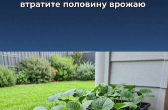Коли саджати огірки у відкритий ґрунт у 2026: помилитеся хоч на тиждень – мінус 50% врожаю
