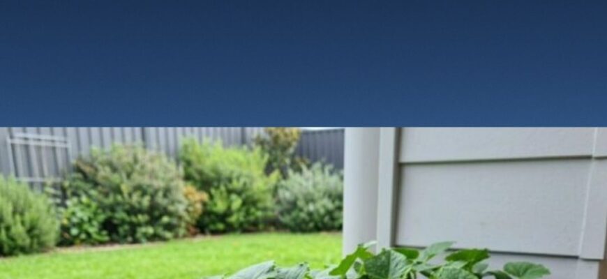 Коли саджати огірки у відкритий ґрунт у 2026: помилитеся хоч на тиждень – мінус 50% врожаю