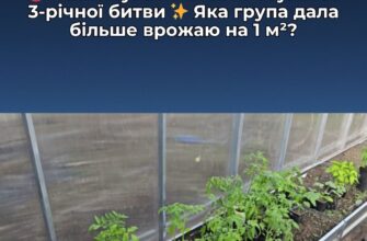 Перевірила, які томати краще родять: пасинковані чи ні. Ось результати мого 3-річного експерименту