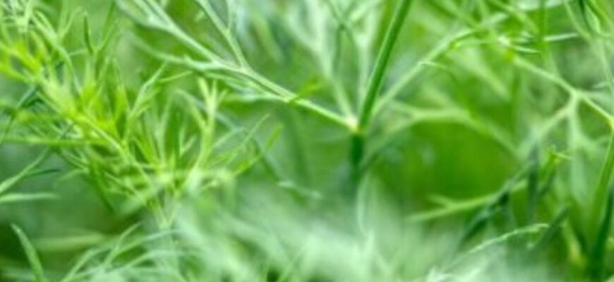Це прискорить ріст кропу та петрушки: просте підживлення на початку сезону