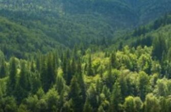 А ви це знали? Чому люди, які живуть біля лісу, хворіють рідше