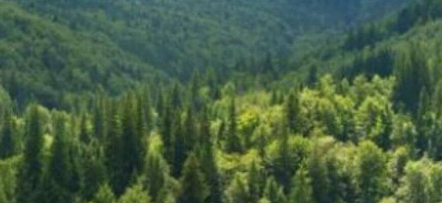 А ви це знали? Чому люди, які живуть біля лісу, хворіють рідше