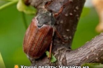 Коли хрущі передбачають щось хороше, а коли – попереджають про небезпеку: прикмети наших предків