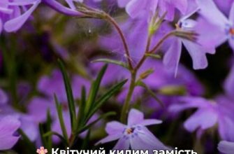 Садівники назвали найкращий швидкорослий ґрунтопокрив для саду: невибаглива рослина, яка потребує мінімального догляду