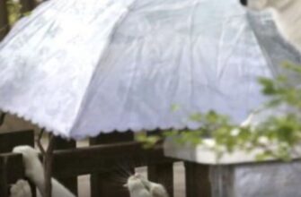 До України різко повертається тепло: де пригріє до +19°