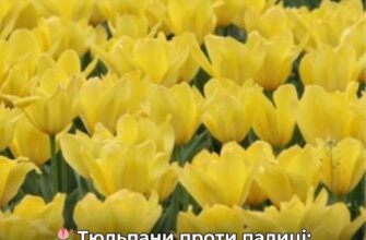 У Києві жінка з палицею влаштувала “помсту” тюльпанам: інцидент потрапив на відео